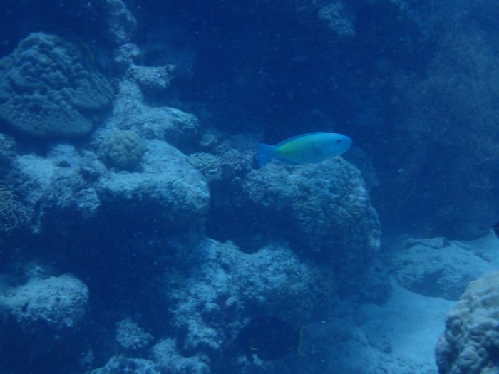 Scarus rivulatus