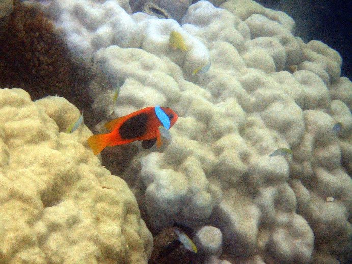 Amphiprion melanopus