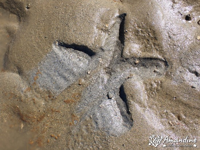 Archaster typicus