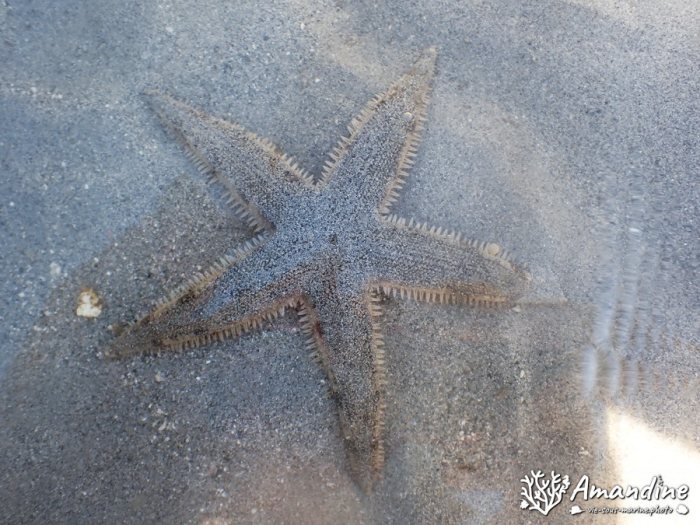 Archaster typicus
