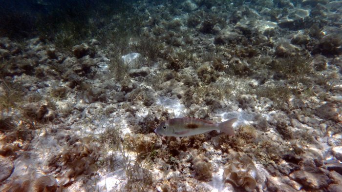 Lethrinus harak