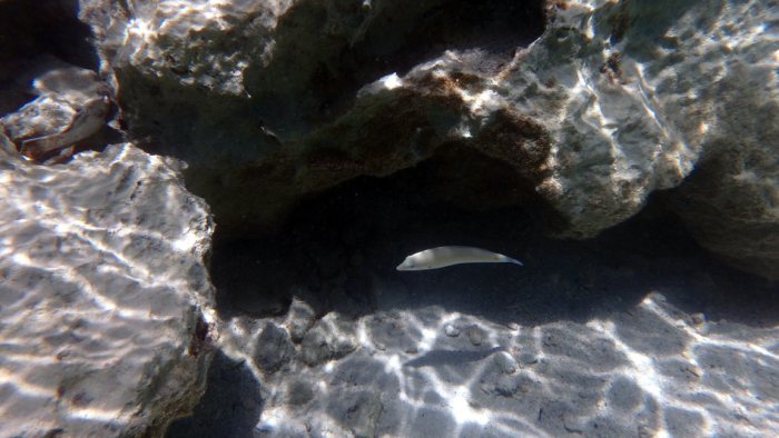 Poissons osseux