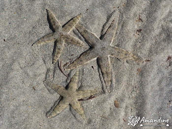 Archaster typicus