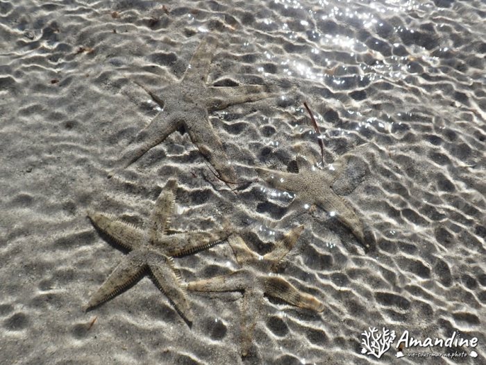 Archaster typicus
