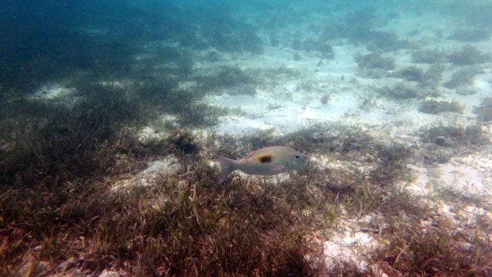 Lethrinus harak