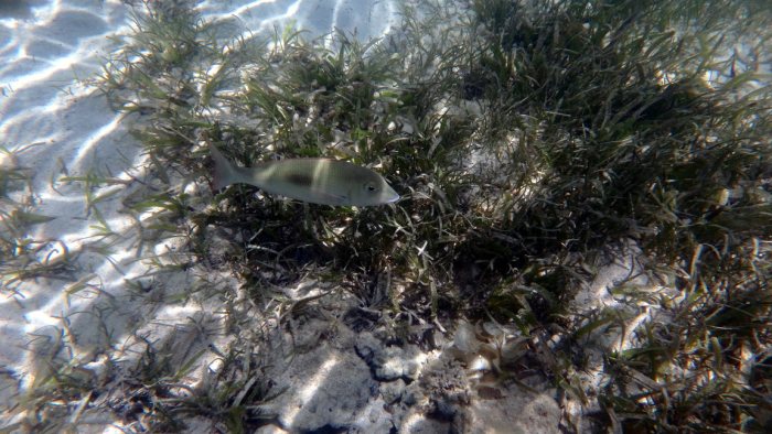 Lethrinus harak