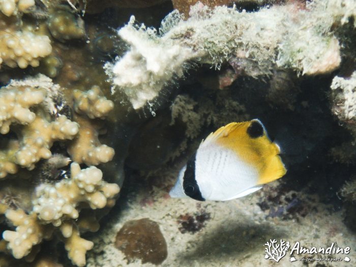 Chaetodon auriga