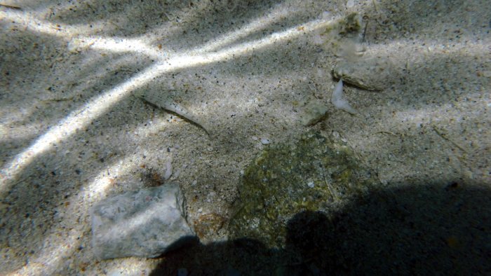 Poissons osseux