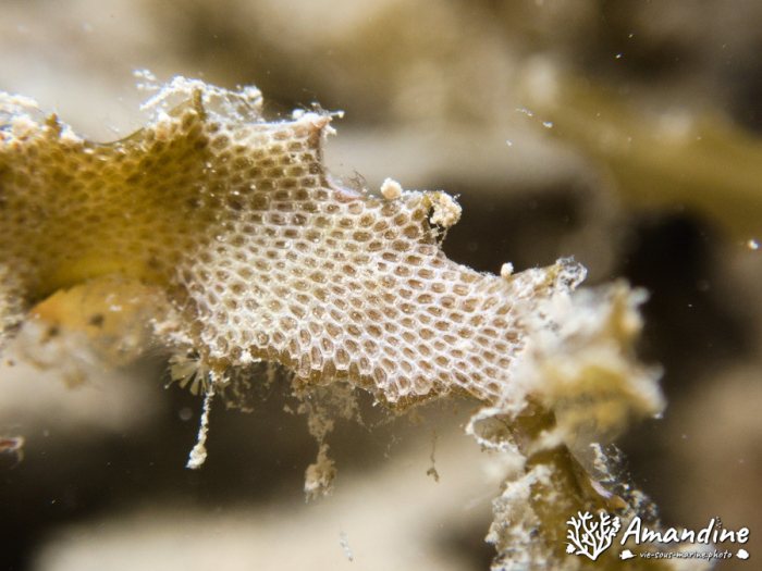 Bryozoaires encroûtants
