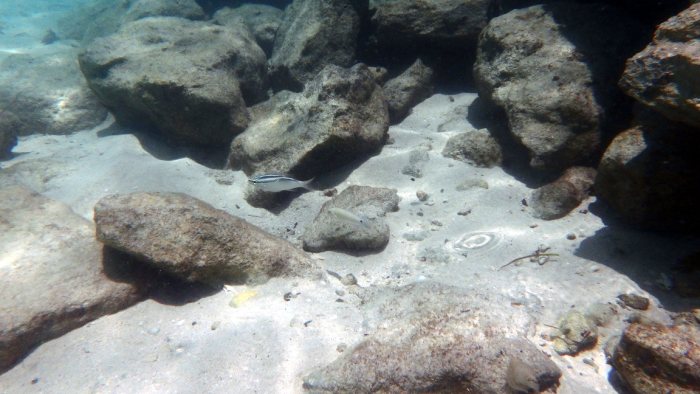 Scolopsis trilineata