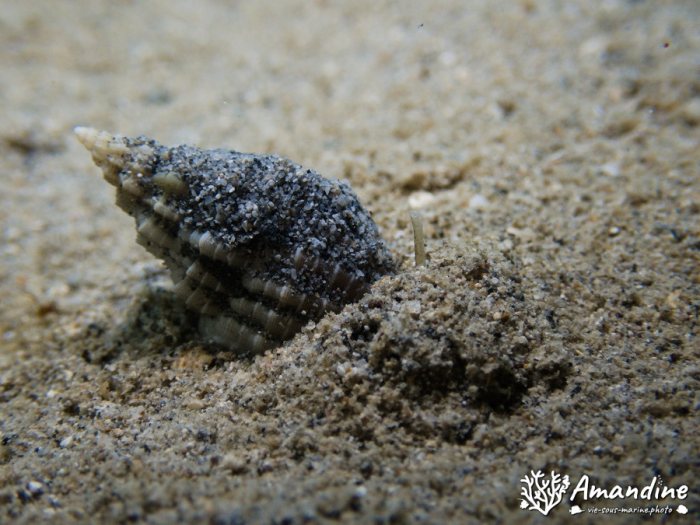 Escargot marin