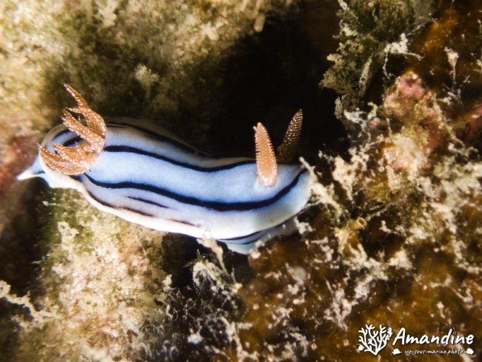 Chromodoris lochi