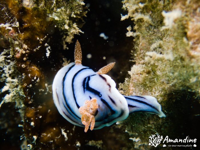 Chromodoris lochi