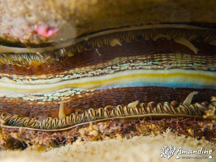 Pedum spondyloideum