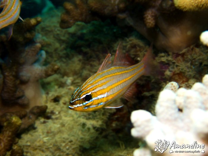 Ostorhinchus cyanosoma
