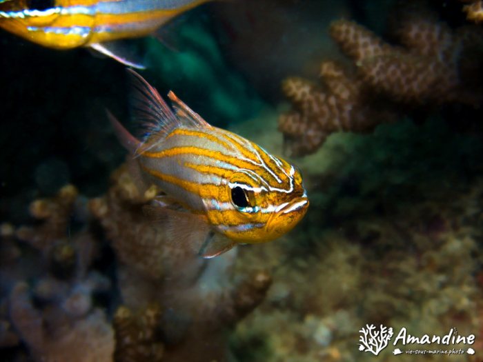 Ostorhinchus cyanosoma