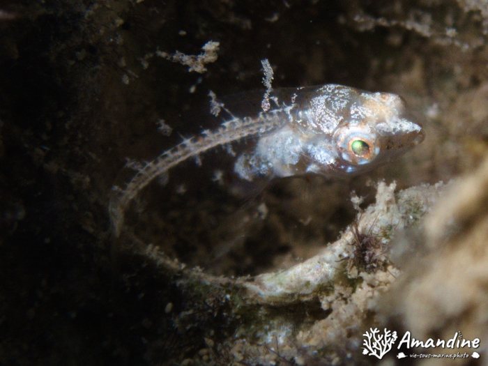 Poissons osseux