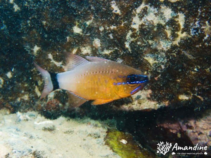 Ostorhinchus aureus