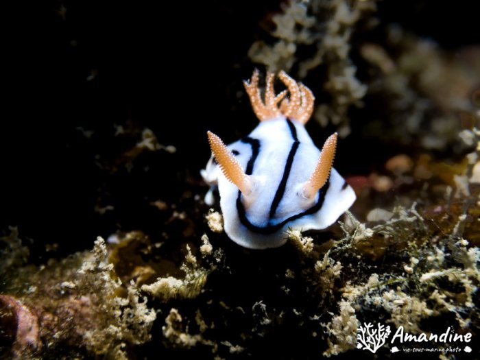Chromodoris lochi