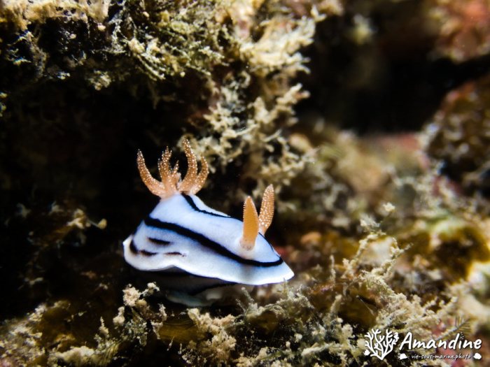 Chromodoris lochi
