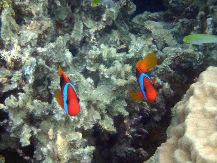 Amphiprion melanopus