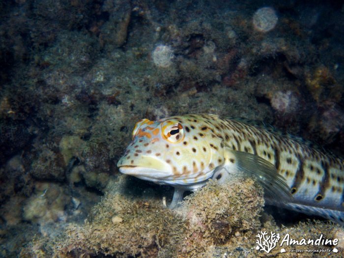 Parapercis hexophtalma