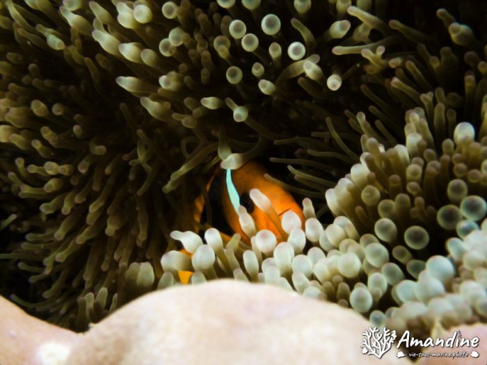 Amphiprion melanopus
