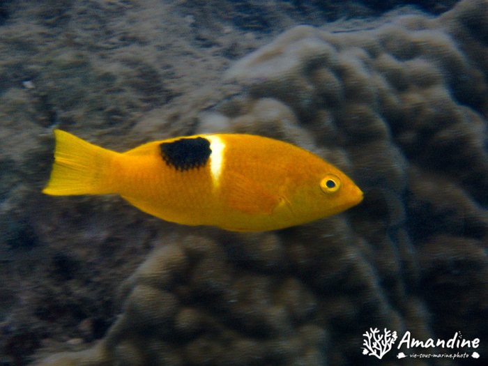 Bodianus perditio