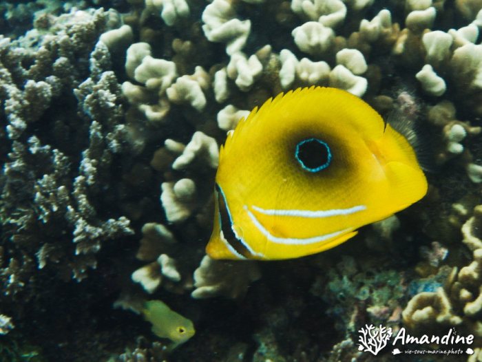 Chaetodon bennetti