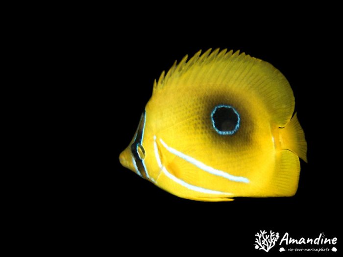 Chaetodon bennetti