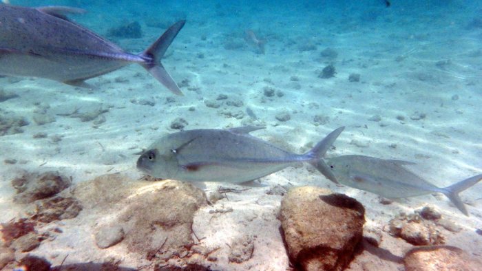 Caranx papuensis