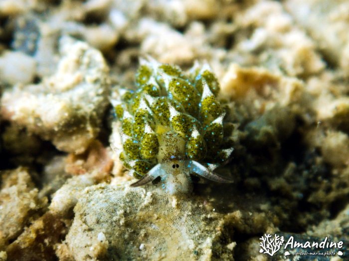 Costasiella vegae
