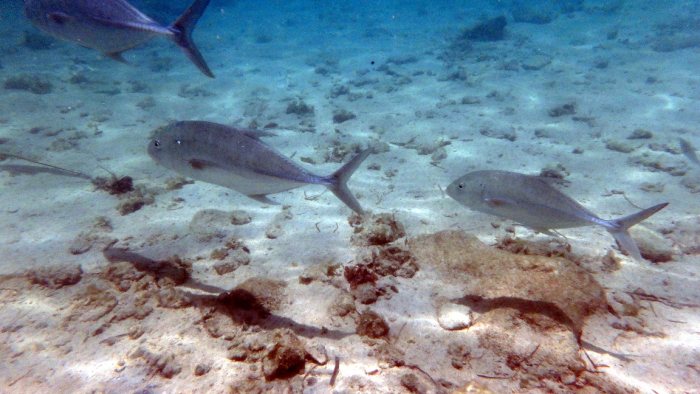 Caranx papuensis