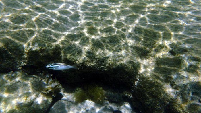 Scolopsis trilineata
