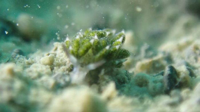 Costasiella sp2
