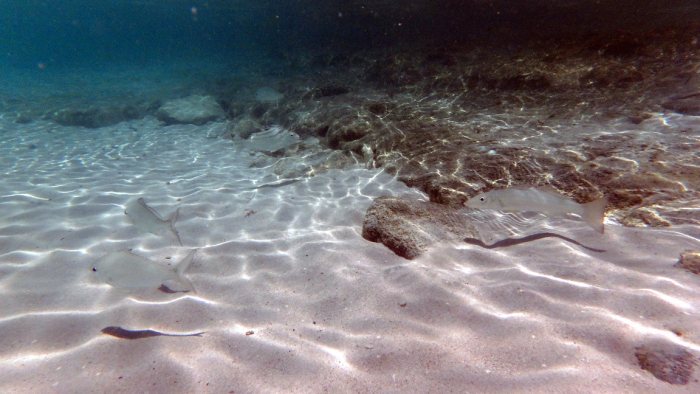Terapon jarbua