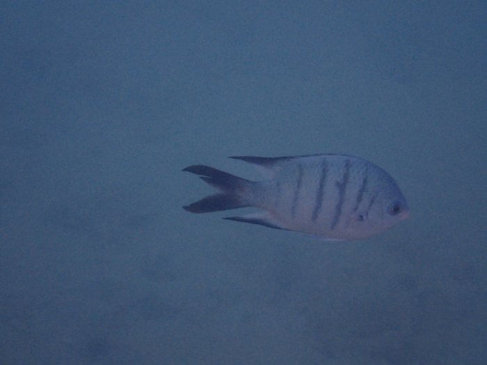 Abudefduf whitleyi