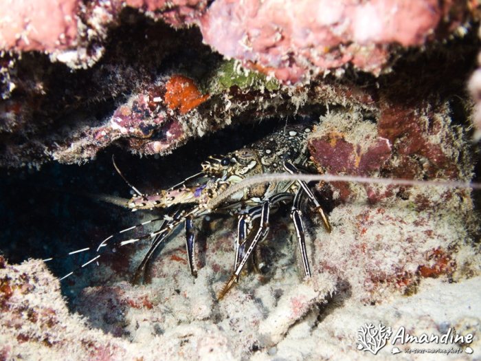 Langouste
