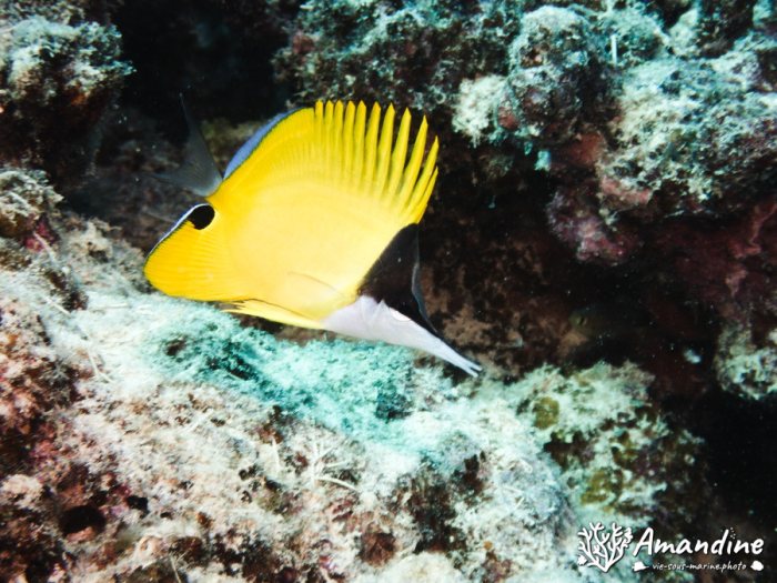 Forcipiger flavissimus