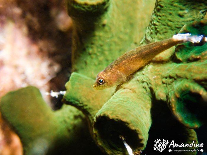Bryaninops yongei