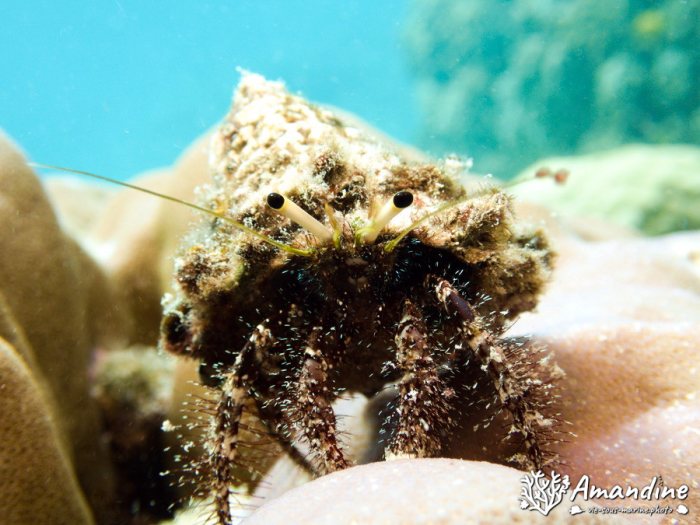 Dardanus lagopodes