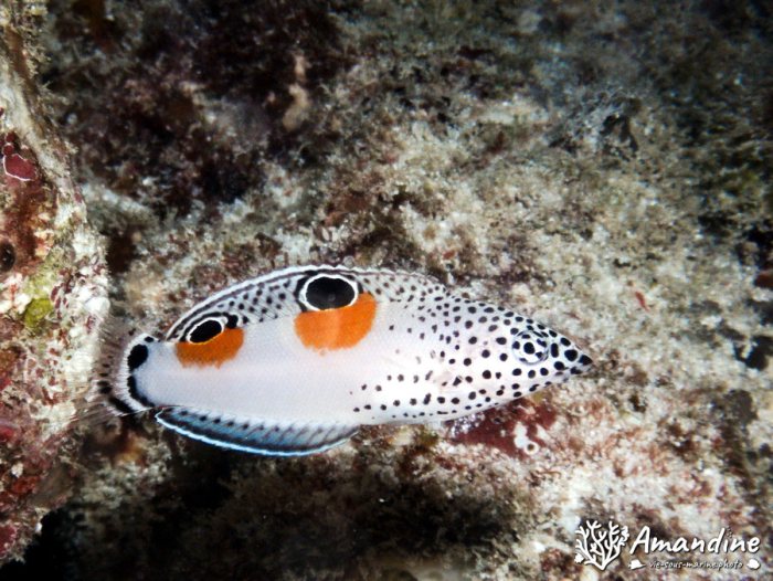Coris aygula