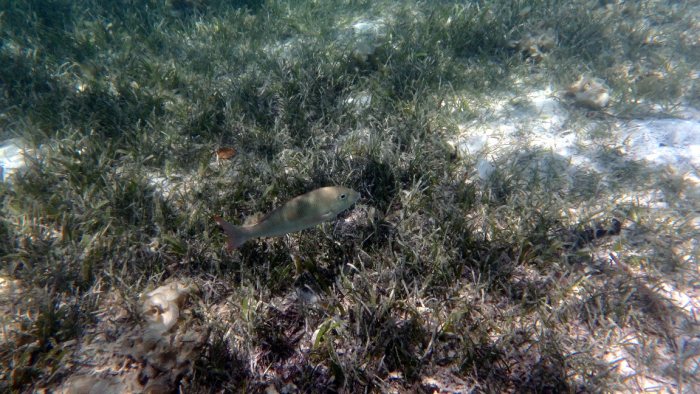 Lethrinus harak