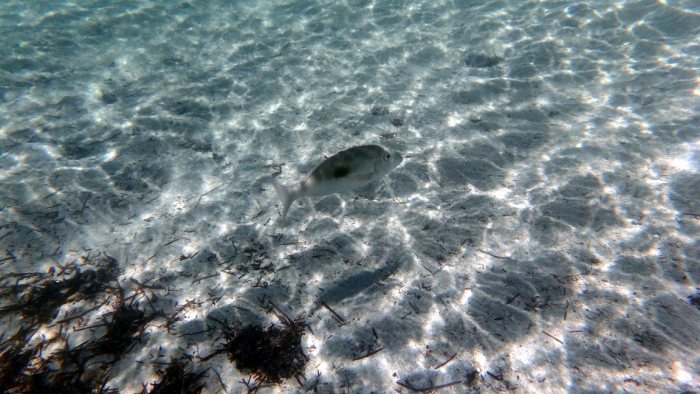 Lethrinus harak