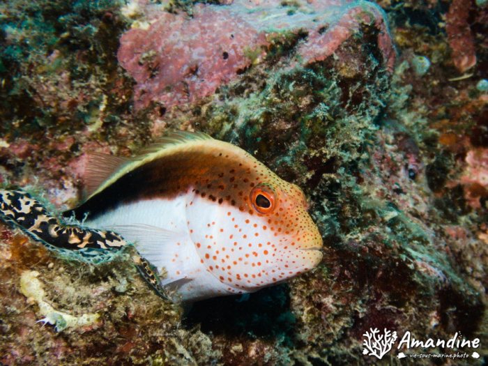 Paracirrhites forsteri