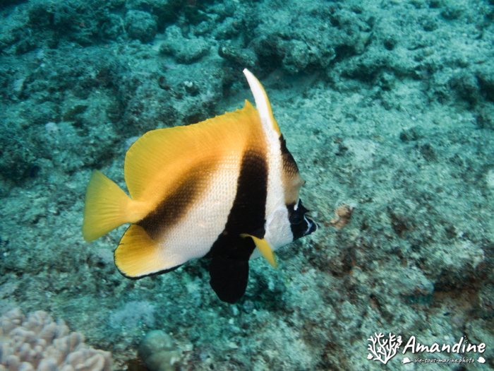 Heniochus monoceros