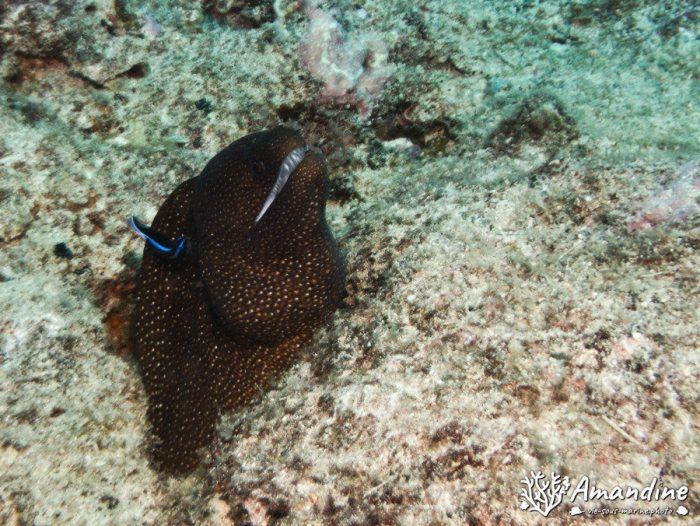 Gymnothorax meleagris