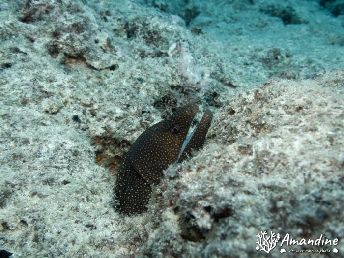 Gymnothorax meleagris