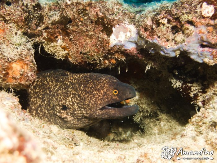 Gymnothorax flavimarginatus