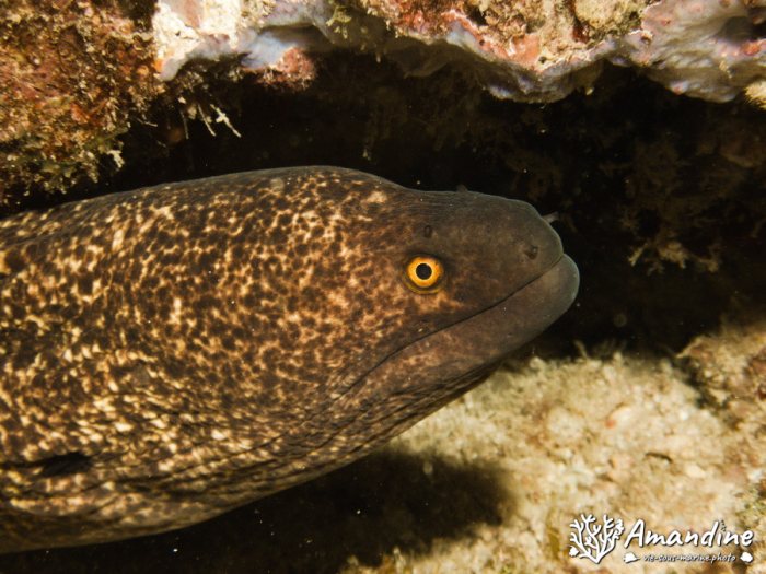 Gymnothorax flavimarginatus